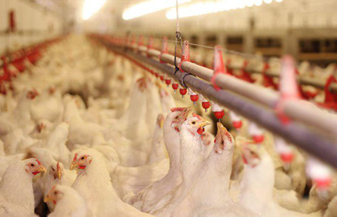 فشار جهانی برای کاهش مصرف آنتی بیوتیک و سلامت روده در طیور