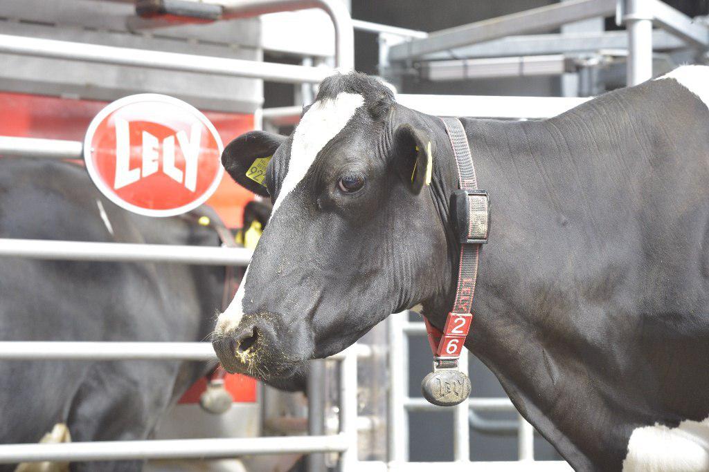 شیردوشی رباتیک، صرفا به معنای صنعتی سازی مزرعه نیست/ Lely Astronaut سبکی جدید درمدیریت مزرعه