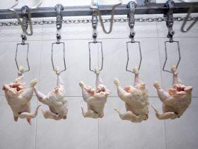 افزایش ۵۰ درصدی تولید مرغ بوسنی و هرزگوین همزمان با صادرات به اتحادیه اروپا