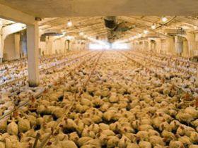 پایان قرنطینه یک مزرعه پرورش مرغ آلوده به نیوکاسل در سوییس