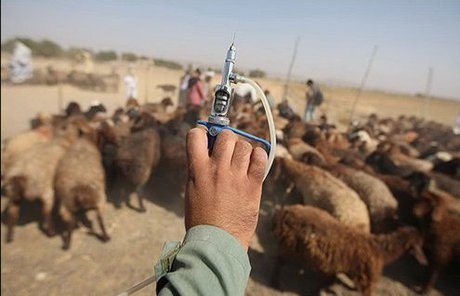 قیمت داروهای دامی هم غیر واقعی شد!