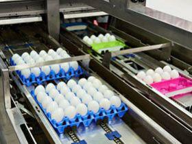 افزایش قیمت تخم مرغ در ارمنستان هم خبرساز شد