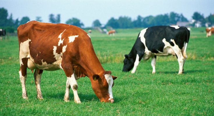 نوسان در تغذیه منجر به اختلال سیستم ایمنی گاوها می شود