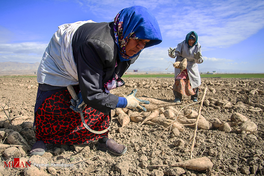 خرید۵۰ هزار تن شکر سفید از کارخانجات قند چغندری