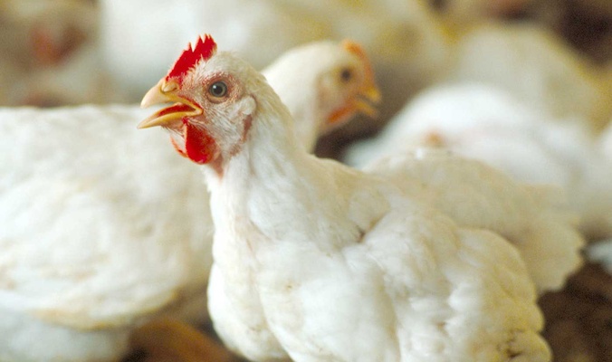 اتاق تهران نسبت به شیوع و گسترش آنفلوآنزای مرغی در کشور هشدار داده بود