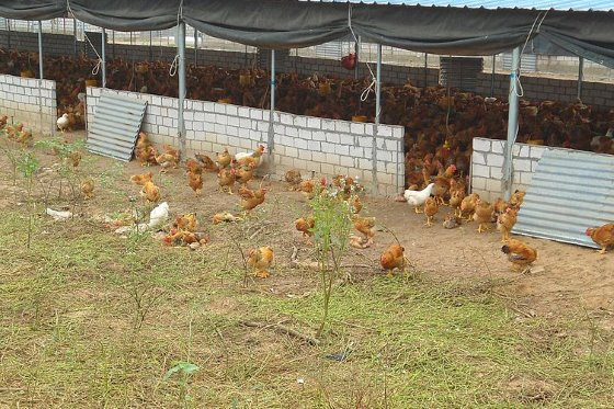 اولین مورد انسانی H7N4 تایید شد