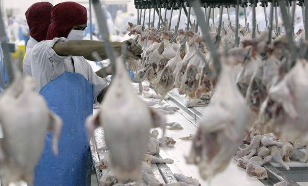 تحقیقات، تخلفات را در کارخانه های فرآوری طیور ایالات متحده نشان می دهد