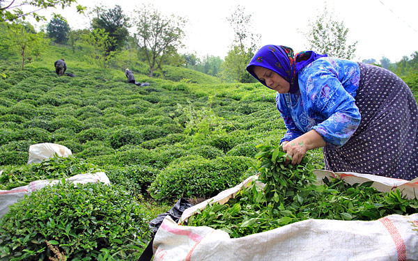 واریز ۱۰ میلیارد تومان به حساب چای کاران/ضربه معافیت واردات چای خارجی به تولید داخلی