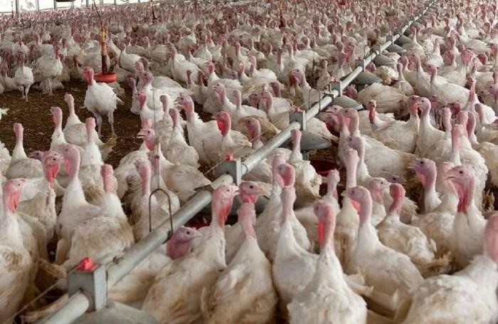 مشاهده آنفلوانزای پرندگان با بیماری زایی کم در بوقلمون های میزوری