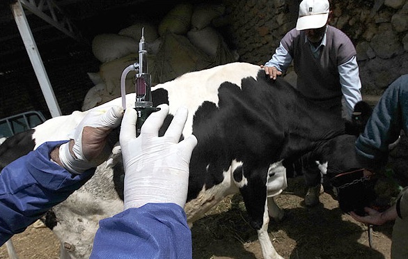 احداث خط تولید ماده اولیه واکسن های دام و طیور