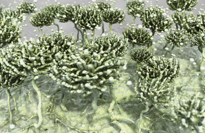 ۶۲درصد از نمونه های جهانی دارای حداقل یک مایکوتوکسین هستند