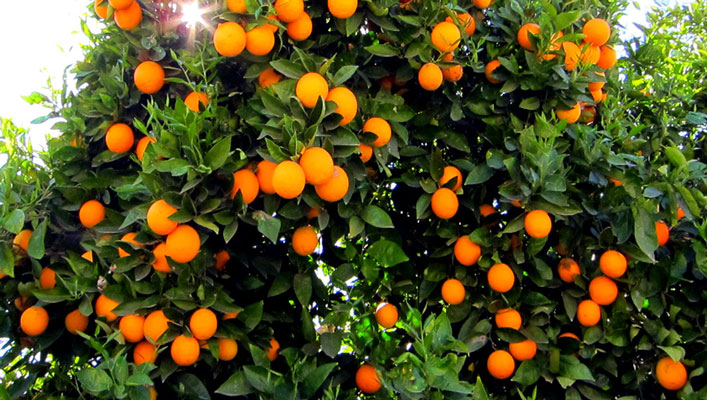 بیش از ۵ میلیون تن مرکبات در سال ۹۶ تولید شد