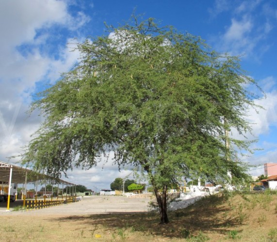 کهور نمی تواند با ریزگردهای مناطق جنوبی کشور مقابله کند