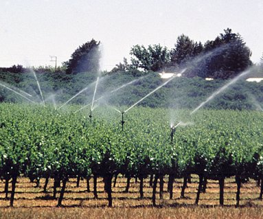 استفاده از ربات‌ها در تاکستان برای صرفه‌جویی در مصرف آب