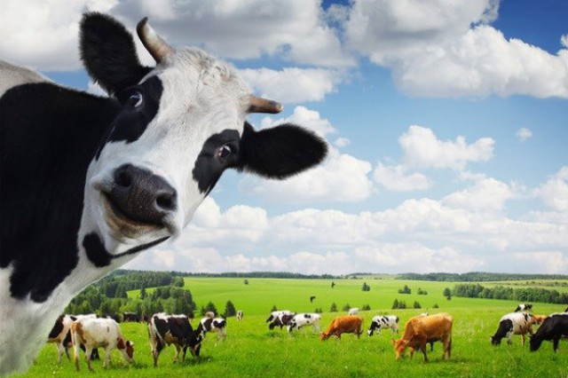 پیش بینی میزان انتشار گاز متان با مدل های ساده و متغیرهای خوراک