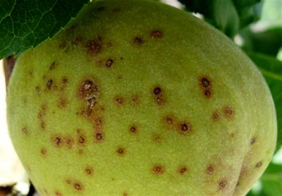 خطر شیوع بیماری لکه غربالی در باغات با ادامه بارندگی ها