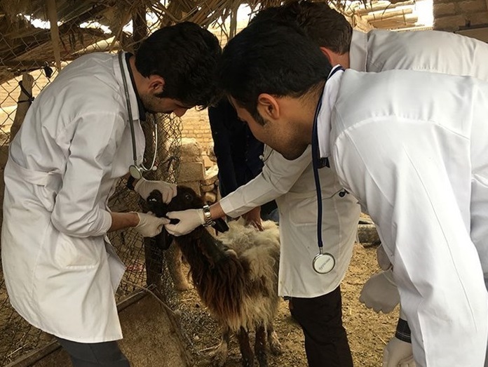 مدیریت بهداشت در حوزه دامپزشکی ضروری است