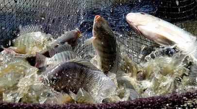 واردات تیلاپیا تولید داخل را متزلزل کرده است