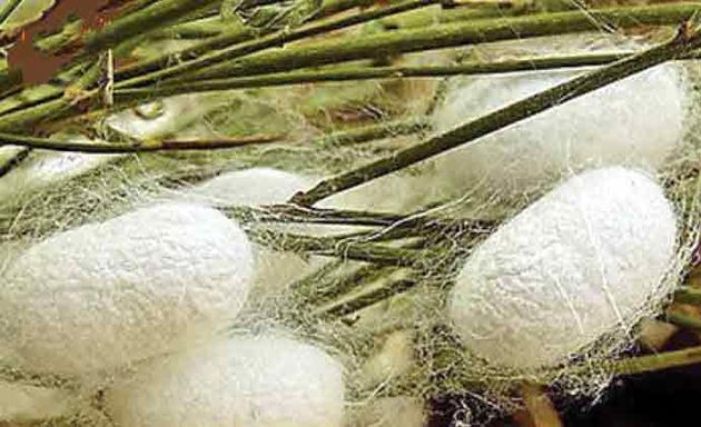 تعرفه ۲۶ درصدی برای واردات نخ ابریشم در سال ۹۷