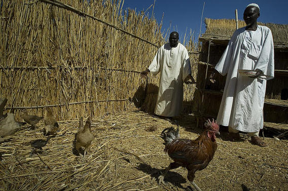 بازگشت HPAI به آفریقا