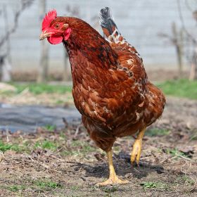 ایجاد امنیت اقتصادی در بی ثباتی اقتصاد جهانی