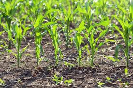 توسعه کشت دیم، کلید خودکفایی در غذاهای اساسی