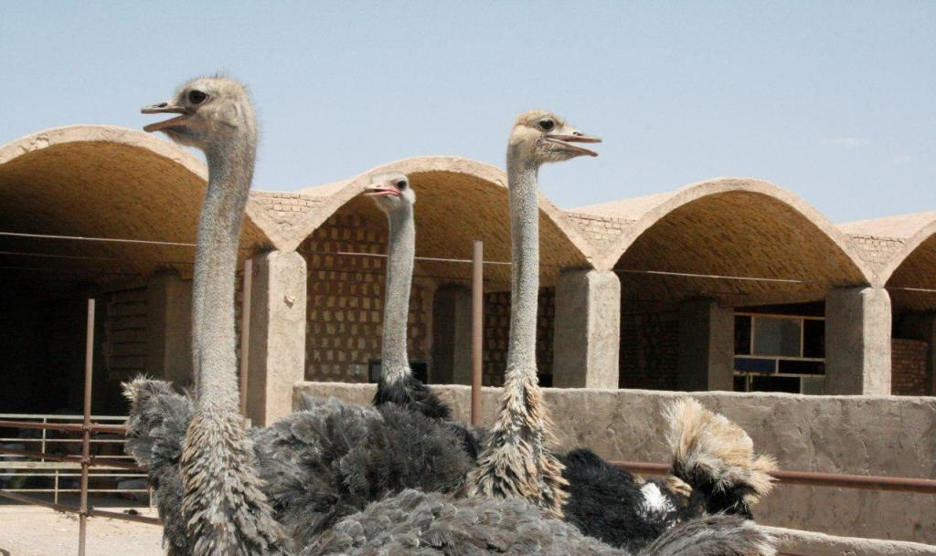 گوشت شترمرغ ایران از سال ۲۰۱۹ به اتحادیه اروپا صادر می شود