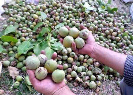 ایران سومین تولیدکننده گردو در جهان