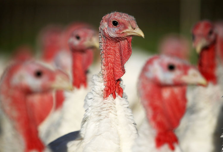 بوقلمون ها از عدم کنترل دقیق کوکسیدیوز رنج می برند