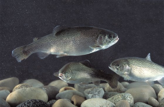 پروتئین های تک سلولی، منبع غذایی جدید و مفید برای ماهی ها