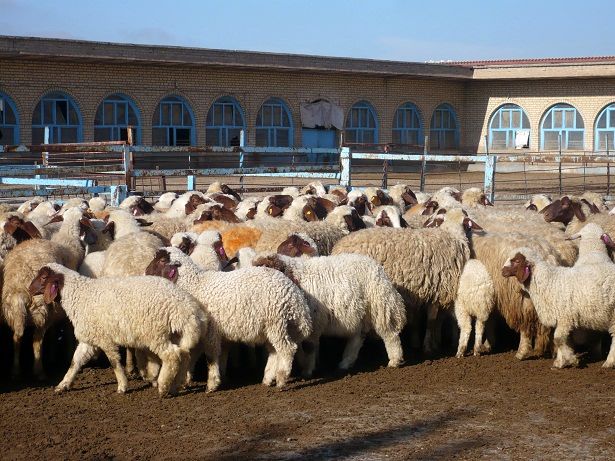 در آستانه عید قربان؛ هر کیلو دام سبک ۳۱۰ تا ۳۲۰هزارتومان