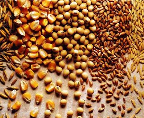 دلار دولتی برای واردات خوراک دام و طیور داده‌ایم/بهانه ای برای افزایش قیمت وجود ندارد