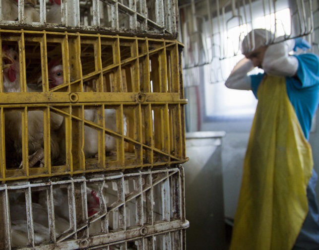 کنترل سالمونلا در مزرعه از انتقال آلودگی به کارخانه فرآوری جلوگیری می کند