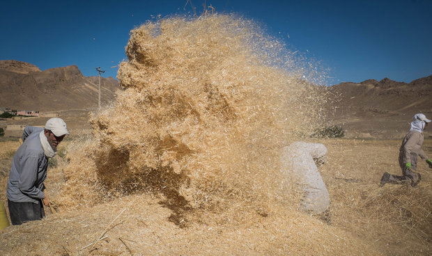 کشاورزان به فروش گندم به دامداران و مرغداران روی آوردند