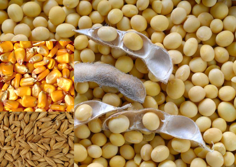 ۷۰۰ هزار تن سویا به سراسر کشور حمل می شود