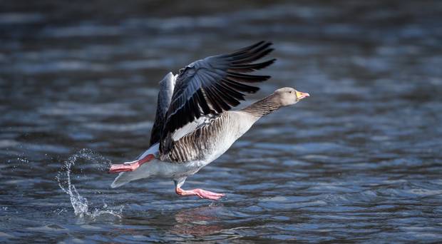 دومین مورد ابتلا به سویه H5N6 در یک پرنده وحشی