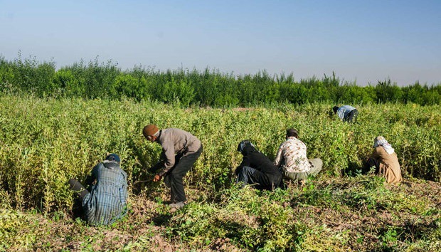 ضرورت تمهیدات ویژه در کشاورزی و دامپروری با گرم شدن هوا