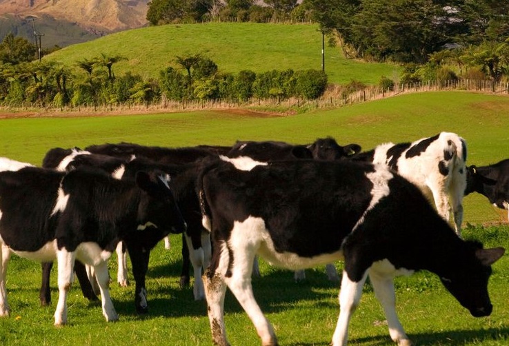 چرا نظارت فعال بر تولیدمثل گاوها حائز اهمیت است؟