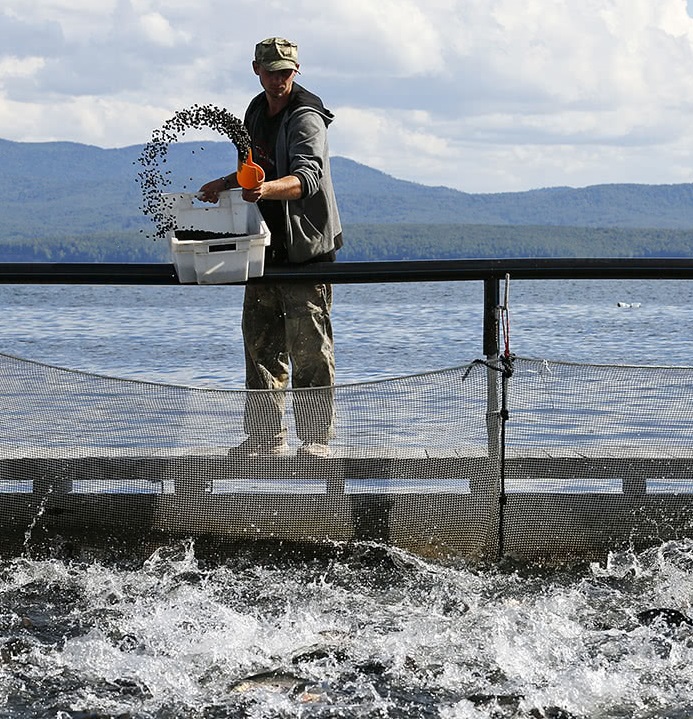 توصیه های سازمان بهداشت جهانی برای مبارزه با مقاومت ضدمیکروبی در آبزیان