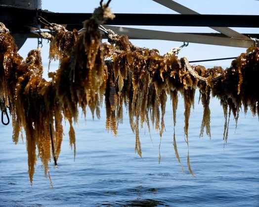 محرک های زیستى را جدی بگیرید