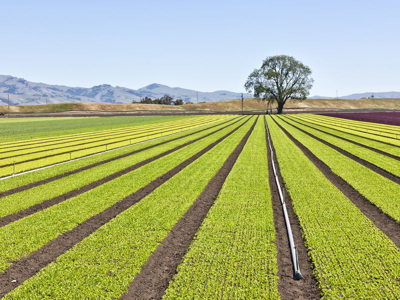 بررسی ابزار IPM برای دستیابی به رویکردی متحد در مزارع