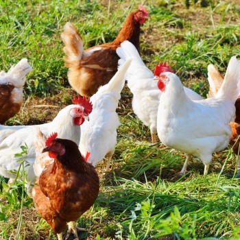 بررسی ضرورت سرم شناسی و ابزار شناسایی سریع مایکوپلاسما