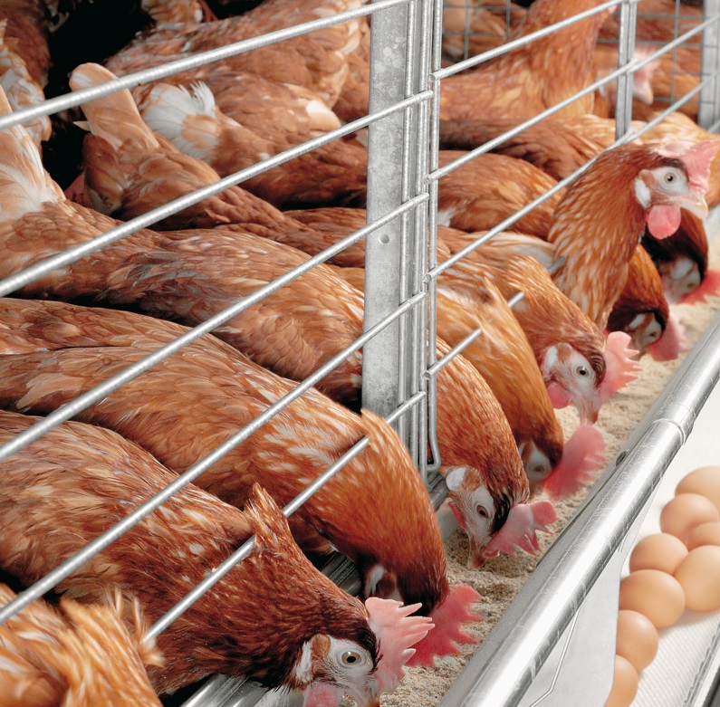 عرضه داروی جدید ضدجرب قرمز و محرک رشد طیور در ایران وت