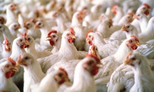 رفع مشکلات تامین نهاده های اساسی خوراک/تولیدکنندگان نمی توانند طیور را تغذیه کنند