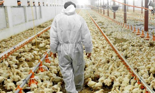 بخش عمده ای از مشکلات حال حاضر صنعت طیور، خودساخته است