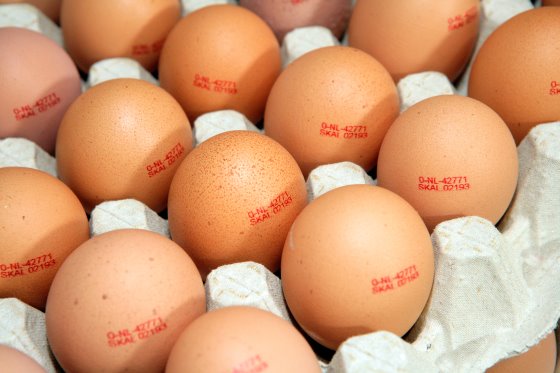 نقش تخم مرغ در پایان دادن به گرسنگی در جهان