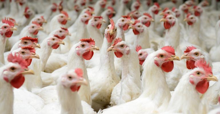 ثبت اولین مورد انسانی ابتلا به نوع نادر آنفلوآنزای پرندگان در چین