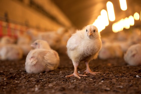 اهمیت تامین نور موردنیاز مرغداری ها و تاثیر آن بر گسترش صنعت طیور