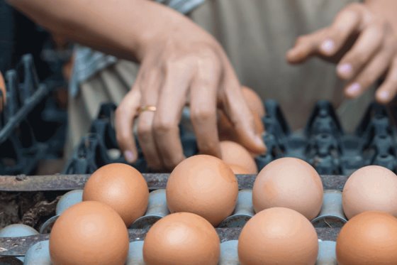 کشورهای APEC جایگاه شان را در تولید تخم مرغ در جهان تثبیت می کنند