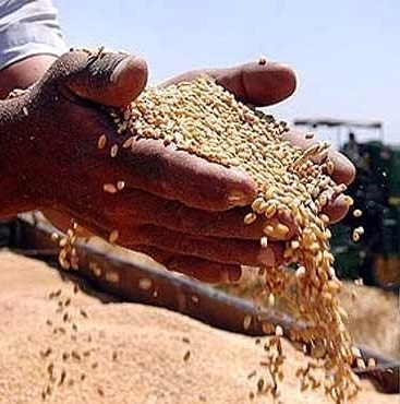 پیشنهاد افزایش نرخ خرید تضمینی گندم به ۱۸۰۰ تومان در سال زراعی جدید/بیش از ۶۳ درصد طلب گندمکاران پرداخت شد